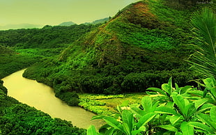 green leafed plant, river, yellow HD wallpaper