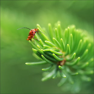 brown insect on green plant HD wallpaper