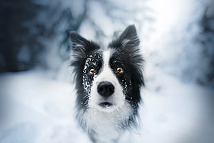 adult black and white border collie, animals, dog, face, snow HD wallpaper