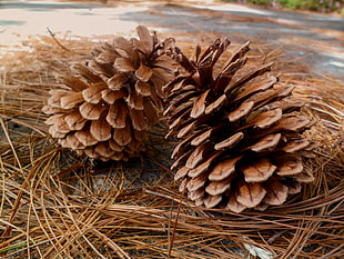 closeup photography of two pine cones