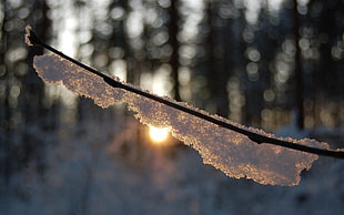 snow flake macro photography HD wallpaper