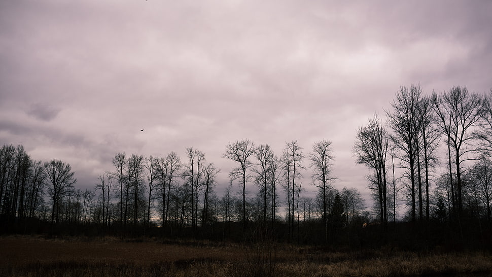 white clouds, Trees, Cloudy, Field HD wallpaper