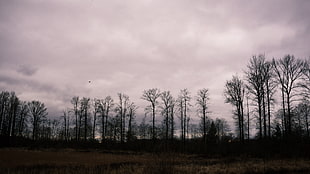 white clouds, Trees, Cloudy, Field HD wallpaper