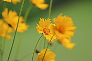 yellow plant