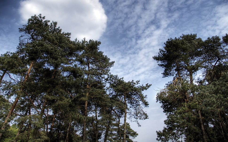 green trees under blue sky HD wallpaper