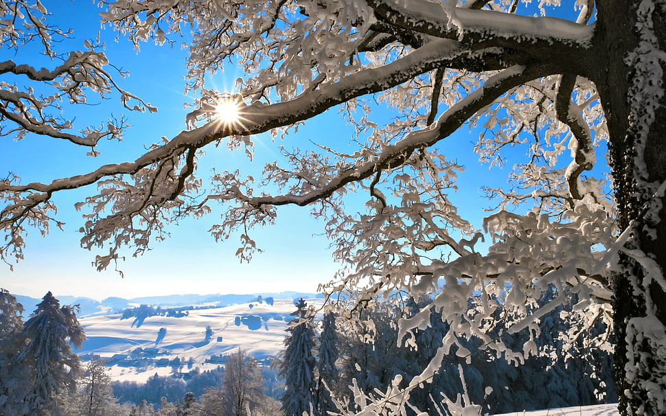 snowy tree during daytime HD wallpaper