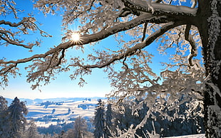 snowy tree during daytime