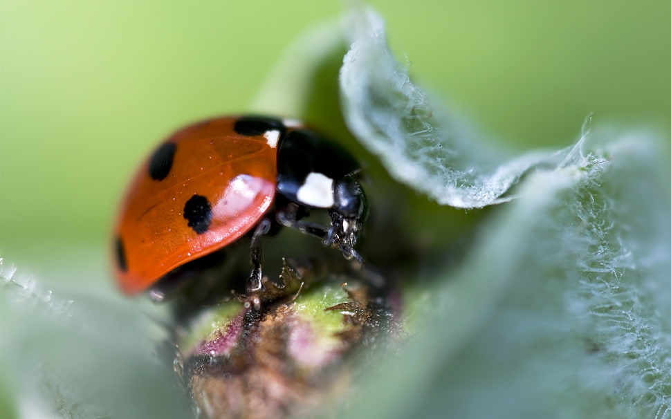 red Ladybug in closeup photo HD wallpaper