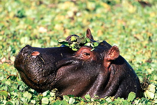 brown hippopotamus, animals, hippos
