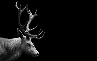 grayscale reindeer, deer, wildlife, white