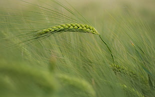 close up photography of green grass HD wallpaper