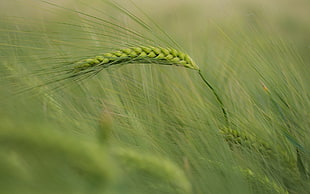 close up photography of green grass