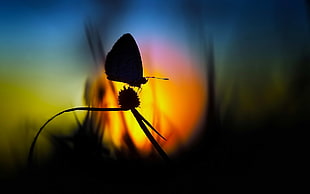 silhouette photography of a butterfly on flower