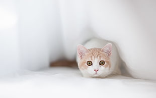 white cat beside bed during daytime