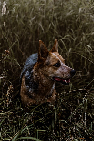 adult brown and black short coated dog HD wallpaper