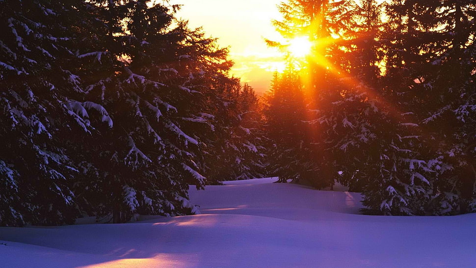 green pine trees, trees, landscape, snow, forest HD wallpaper