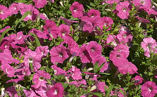 pink flower lot during daytime