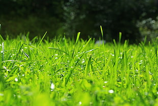 close-up photo of green grass field HD wallpaper