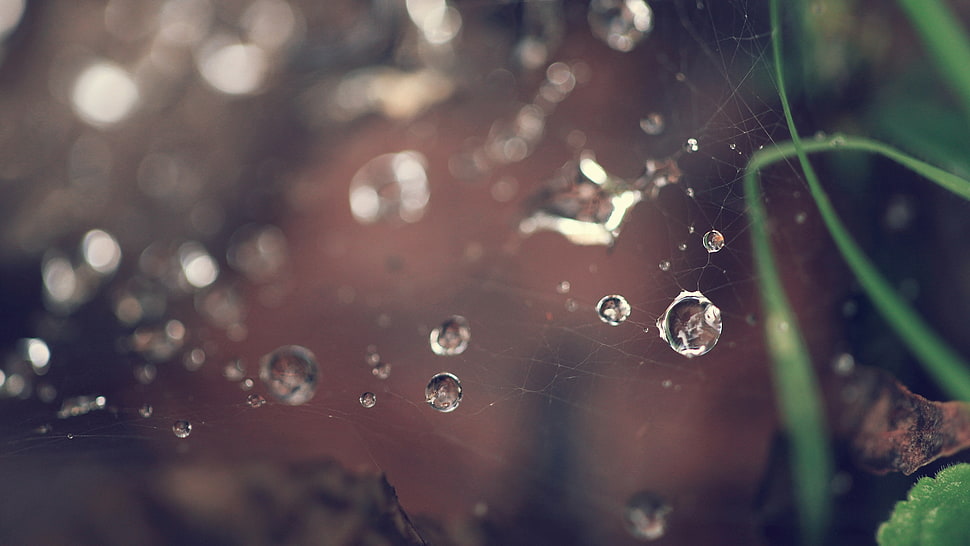 macro photography of water droplets on spider web HD wallpaper