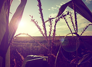 wheat plant, nature, sunlight, plants