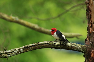 red, black, and gray bird perched on tree branch during daytime, red-headed woodpecker