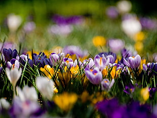 selective focus photography of yellow, white, and purple petaled flowers