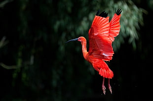 red bird, nature, birds, wings, trees HD wallpaper