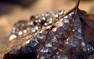 close-up photography of brown withered leaf