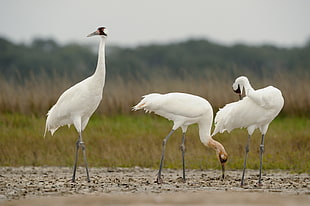 three Sandhill Cranes, whooping cranes, aransas