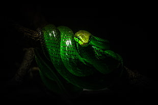 green and black plastic toy, nature, snake, reptiles, wildlife HD wallpaper