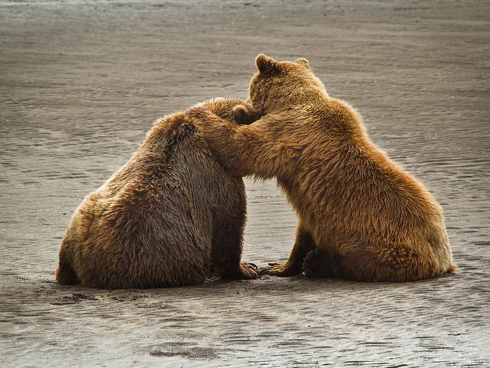 two brown bears HD wallpaper