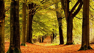 road covered with withered leaves in middle of trees, forest, trees, fall