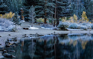 pine trees near body of water at datime HD wallpaper
