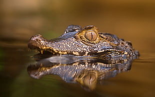 brown crocodile swimming on a body of water wildlife photography