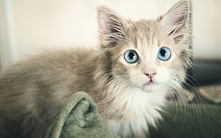 grey and white fur cat with blue eyes HD wallpaper