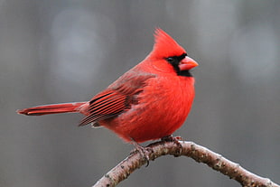 Northern Cardinal bird perched on brown tree branch