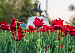 close up photography of red flowers, tulips, lafayette square HD wallpaper