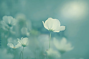 white petaled flower, flowers