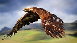 eagle, animals, birds, flying, eagle HD wallpaper