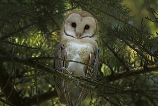 Barn Owl, animals, forest, owl, birds