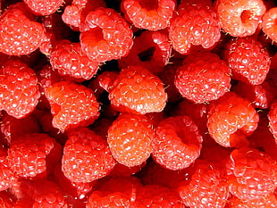 bunch of red raspberry fruit