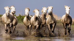 herd of horses, nature, horse, animals, running