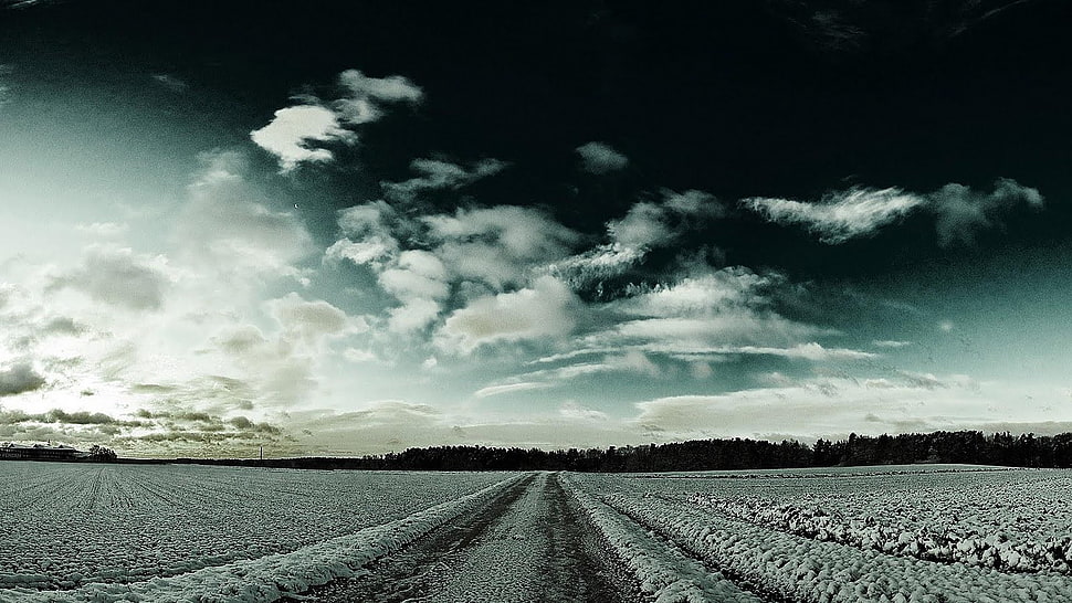 frozen flower field HD wallpaper