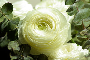 yellow Ranunculus flower closeup photography