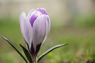 purple and white flower close photography HD wallpaper