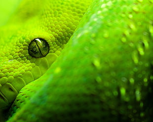 green snake digital wallpaper, snake, animals, reptiles