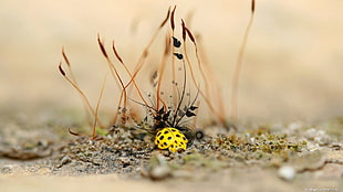 yellow insect, ladybugs, animals, insect
