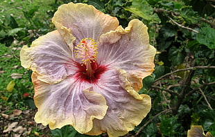 yellow and red hibiscus flower HD wallpaper