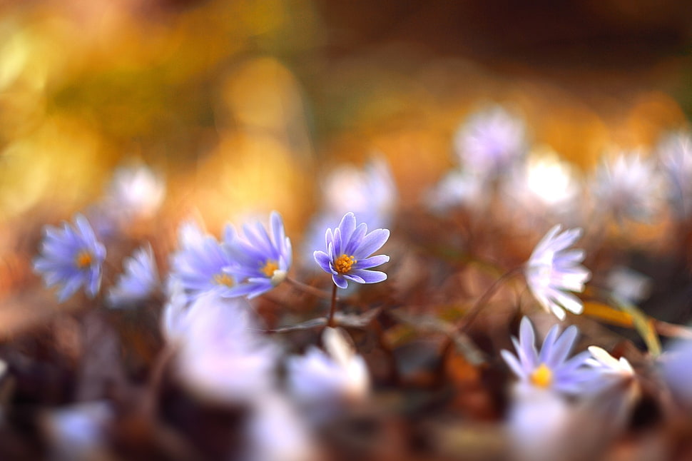 purple petaled flowers, flowers, macro, spring, lights HD wallpaper