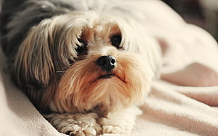 adult white and brown Shih Tzu close-up photo